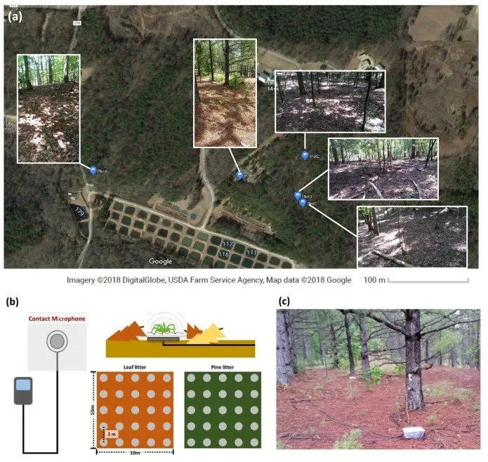 野生のクモの振動をマイクで収集しコミュニケーションを分析 のサムネイル